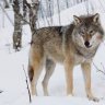 Volk